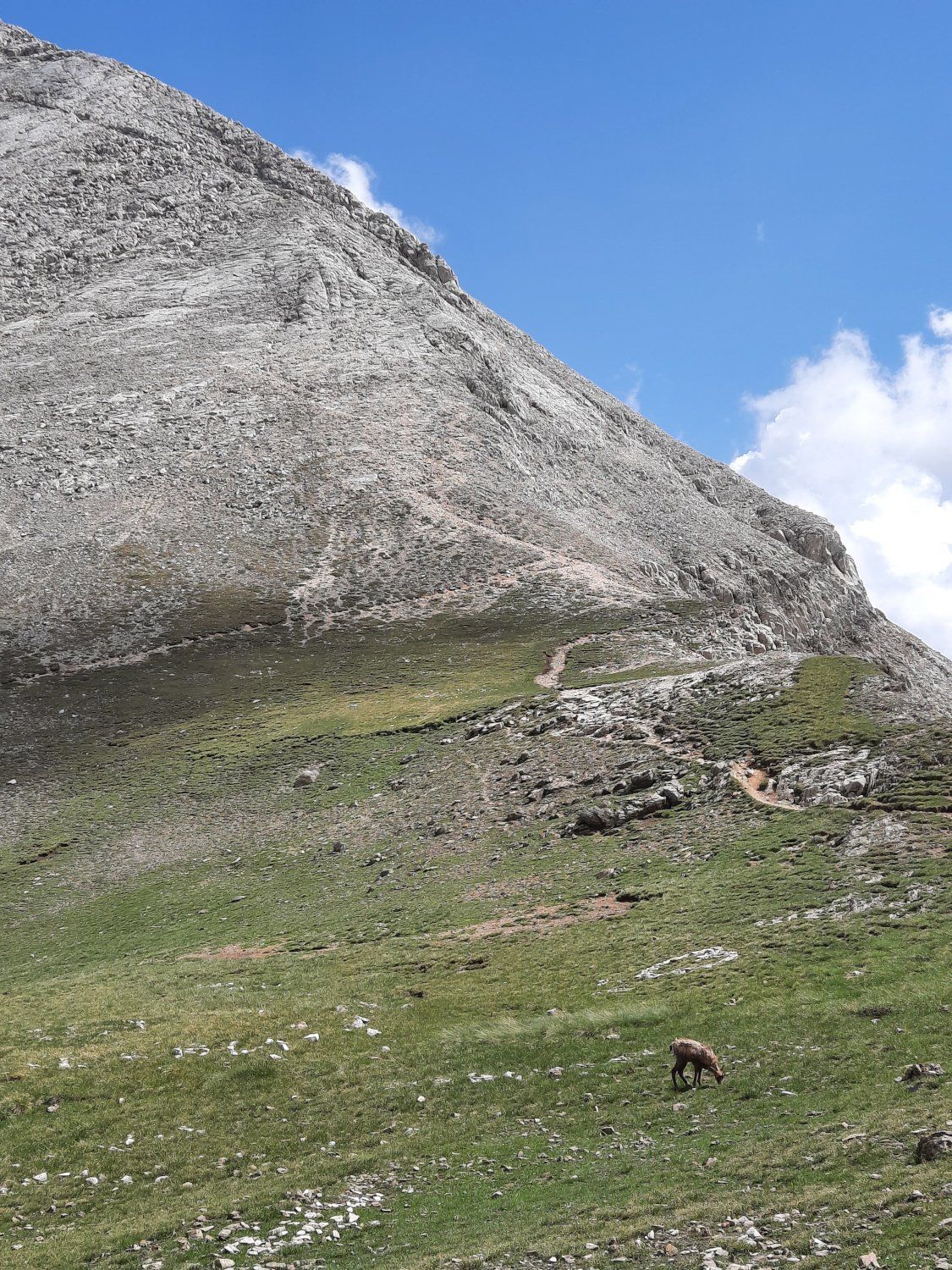Mountain goat