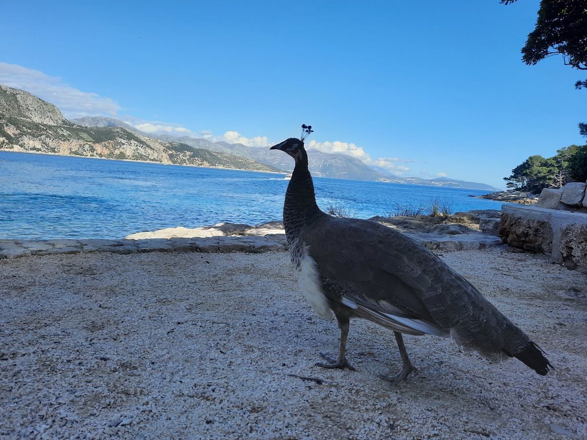Peacock