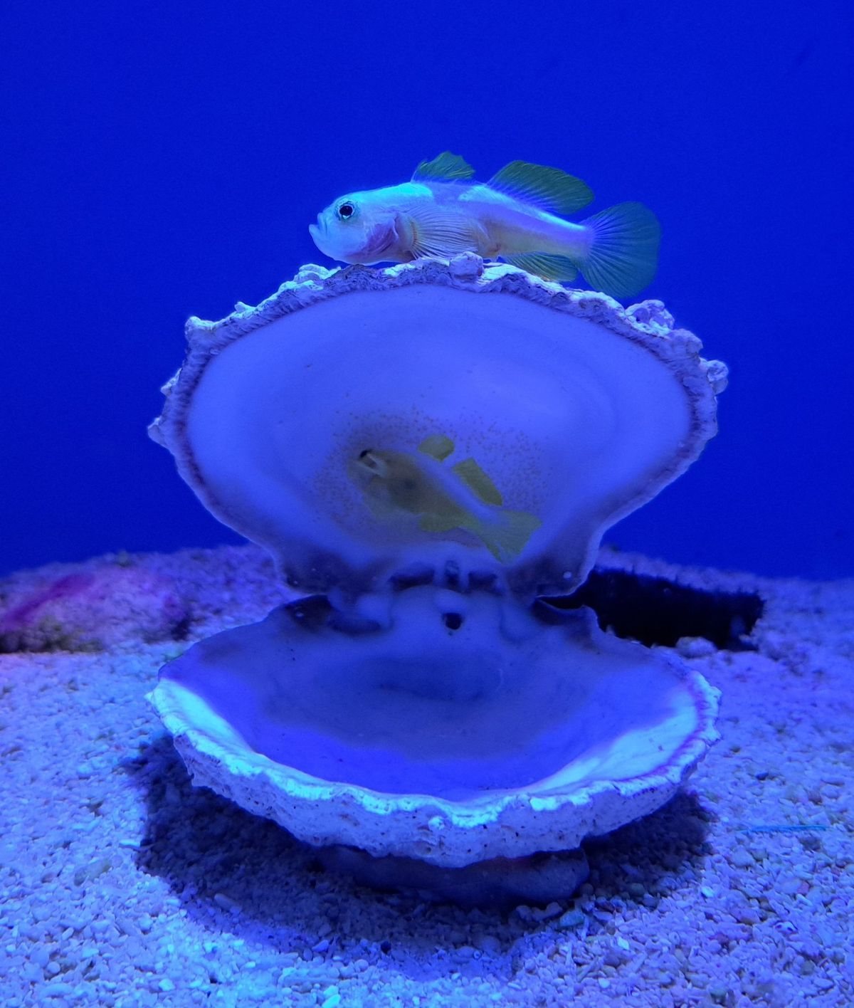 Fish
