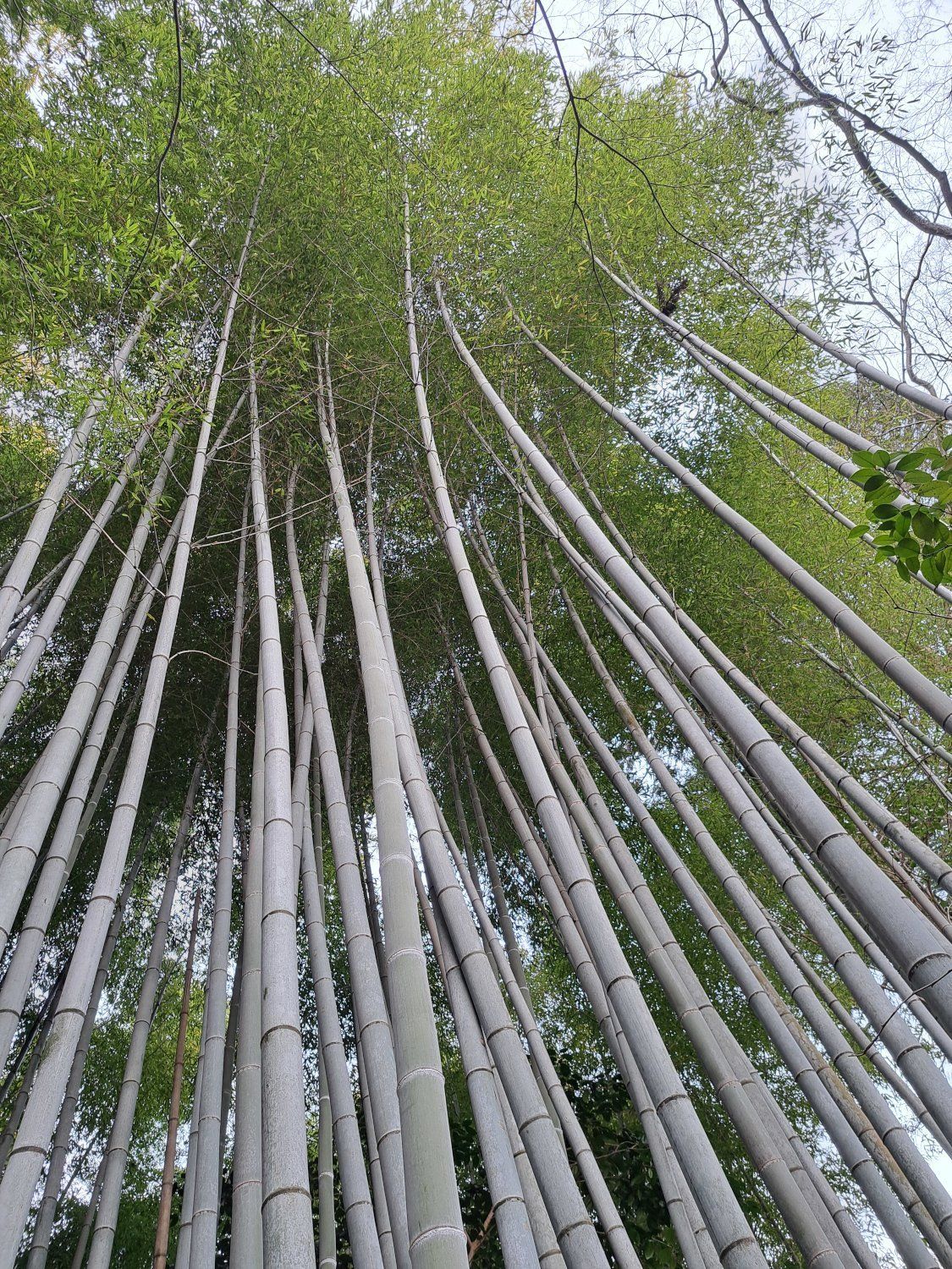 bamboo