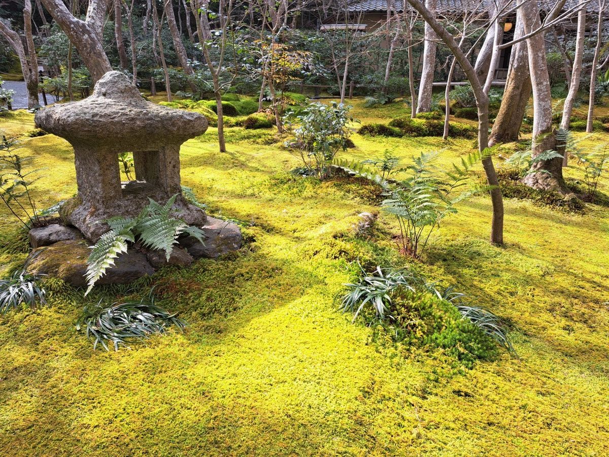 moss