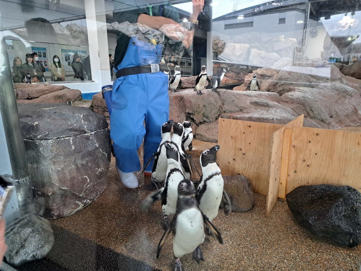 penguins