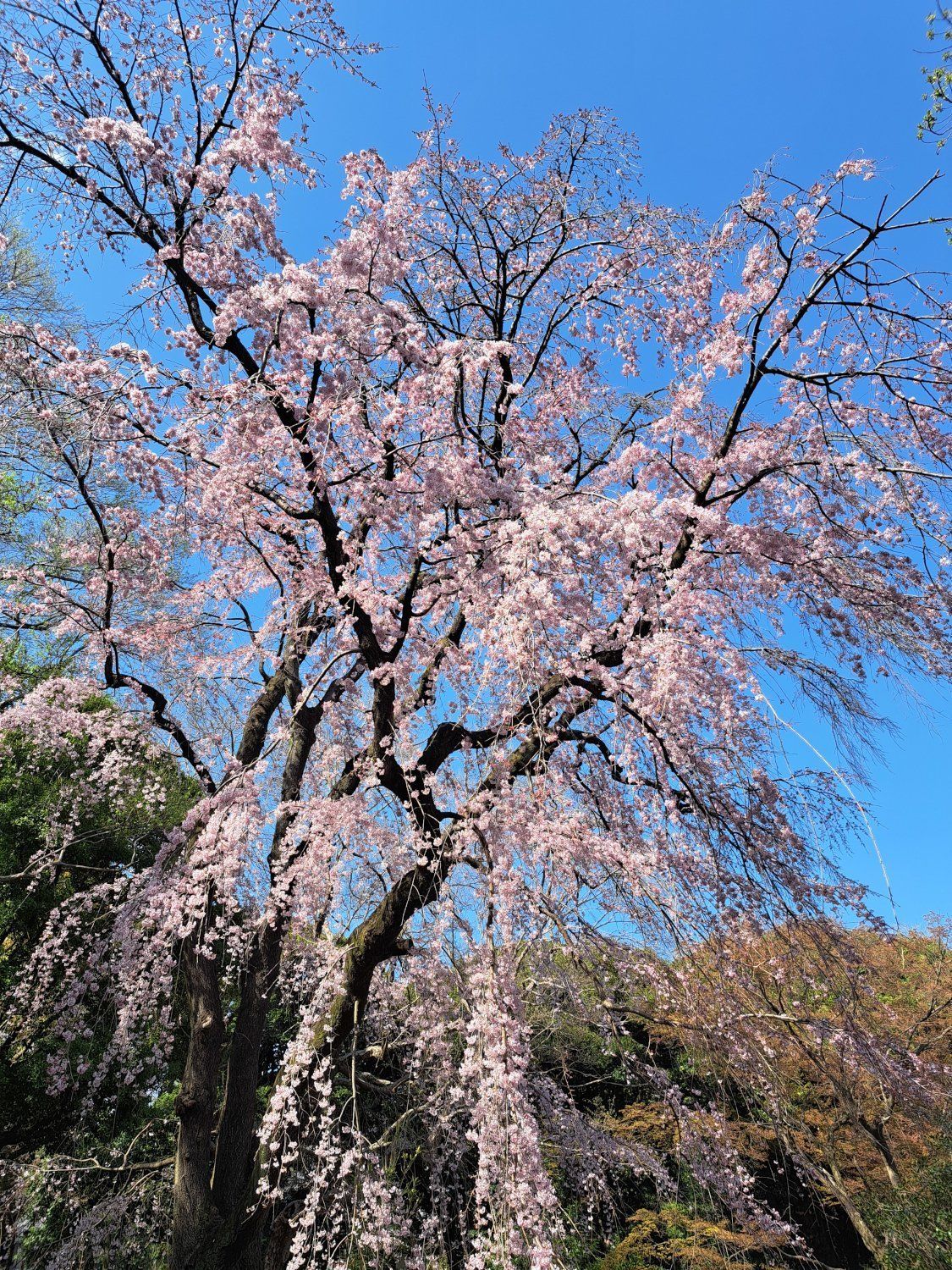 sakura