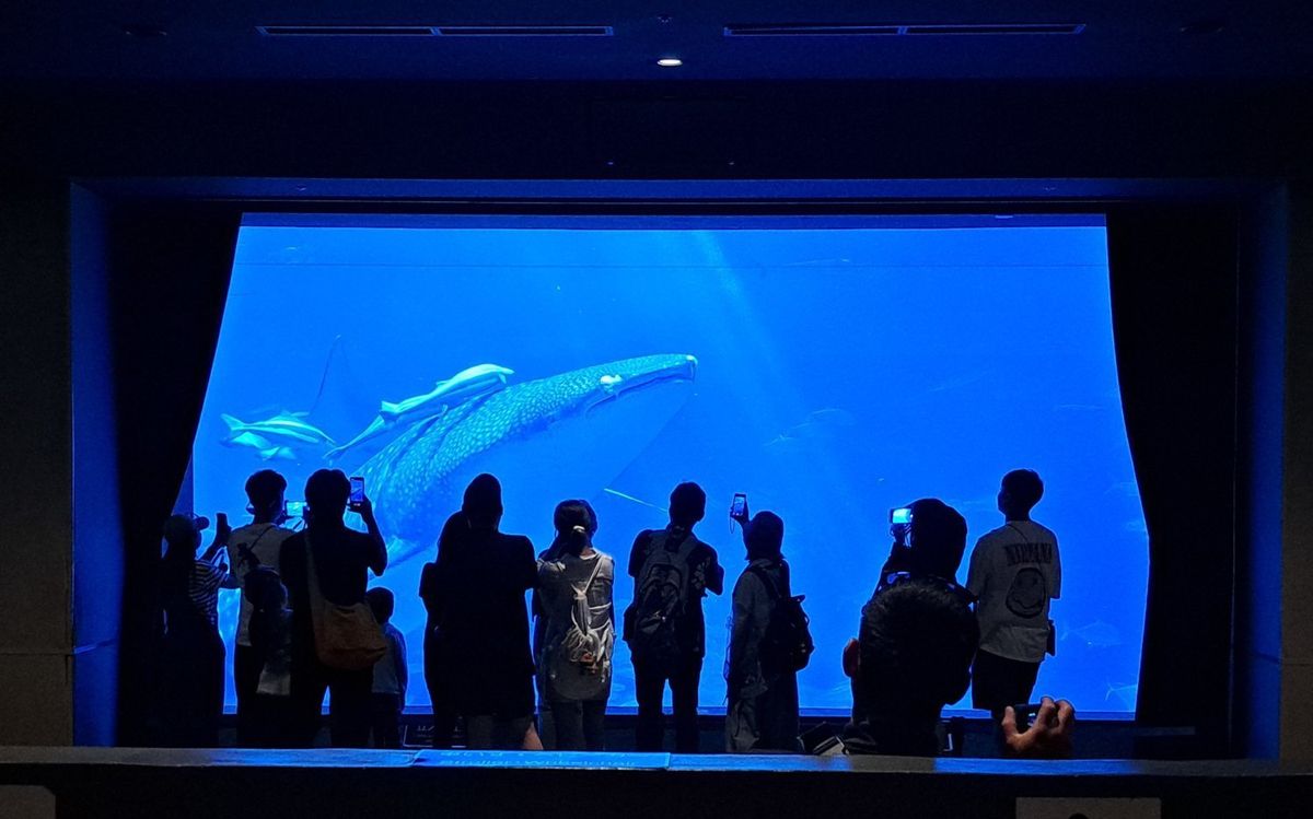 whaleshark
