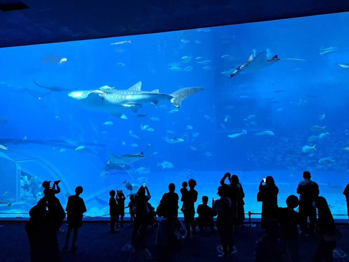 whaleshark