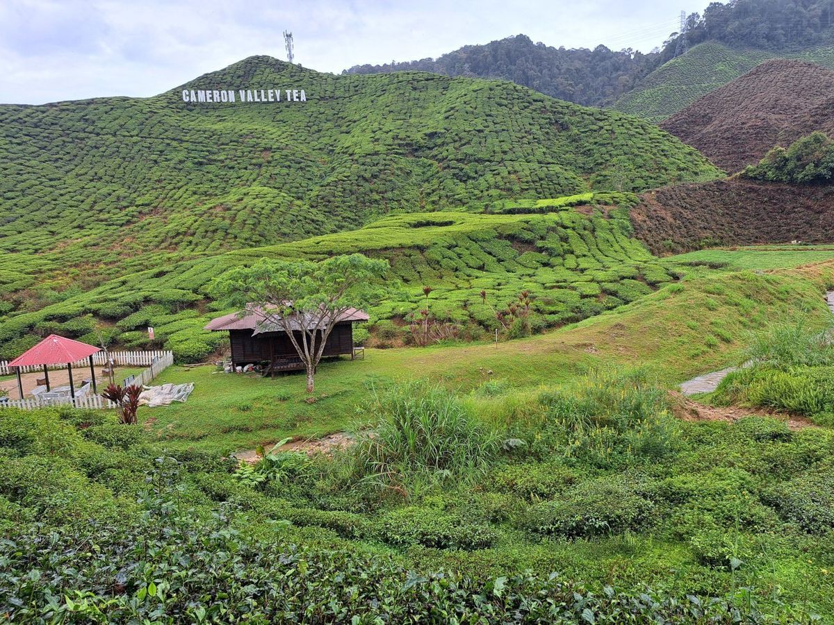 Tea plantation