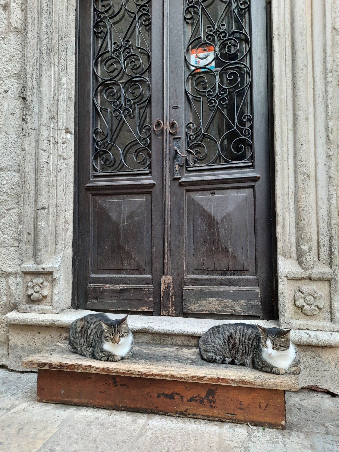 Cats