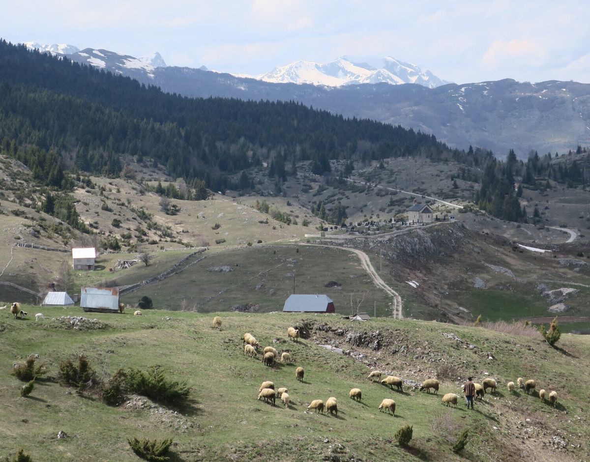 Sheep