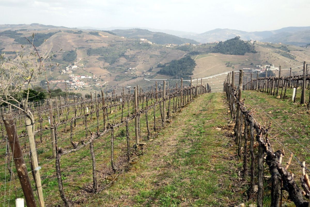 Vineyards