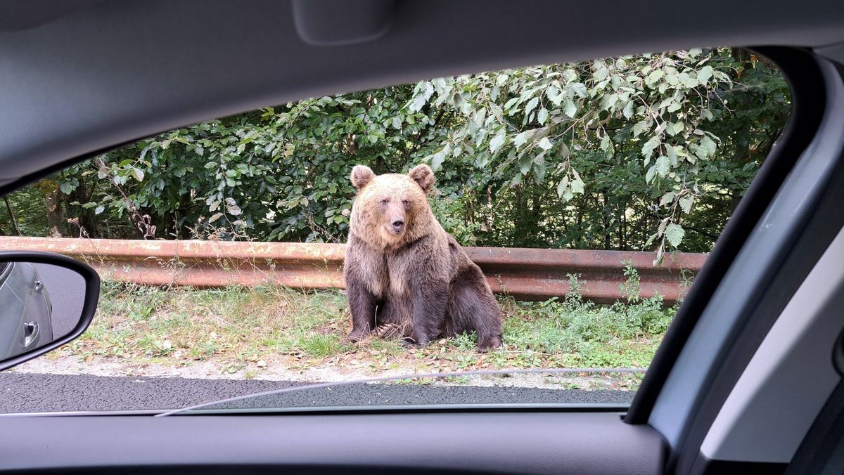 Big bear