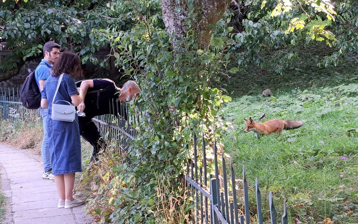 Fox
