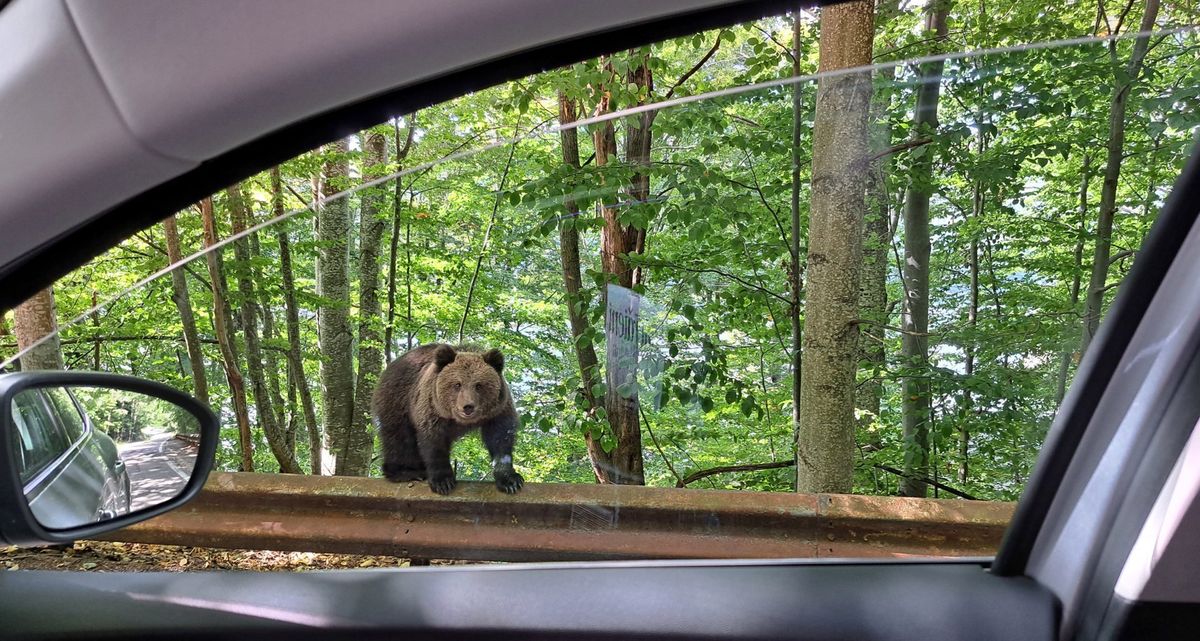 Little bear
