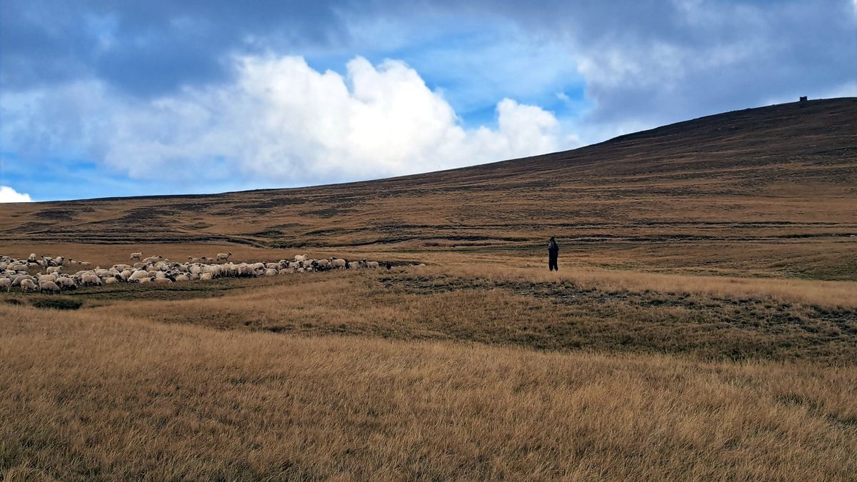 Sheep and shepherd