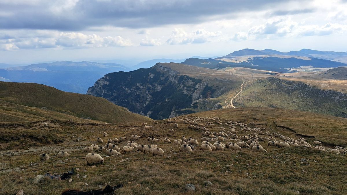 Sheep and shepherd