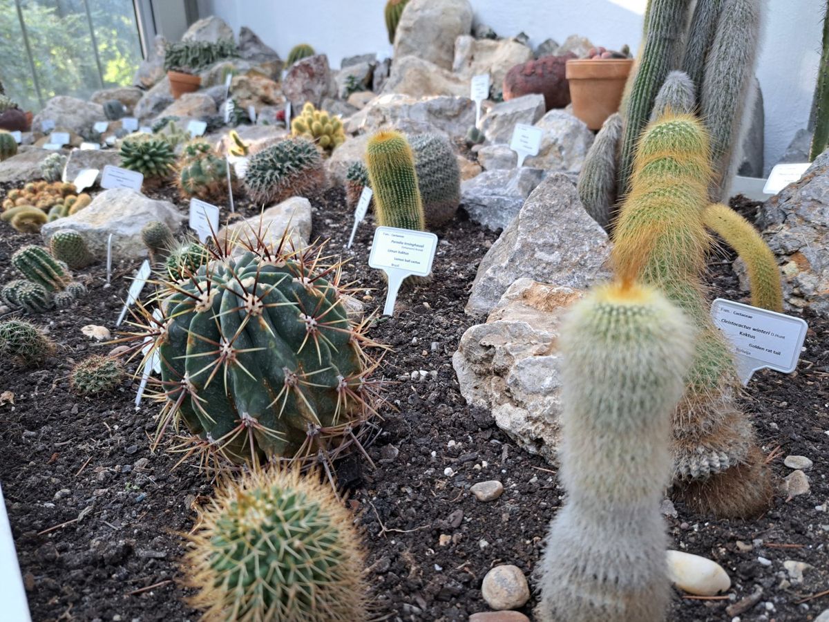 cactus