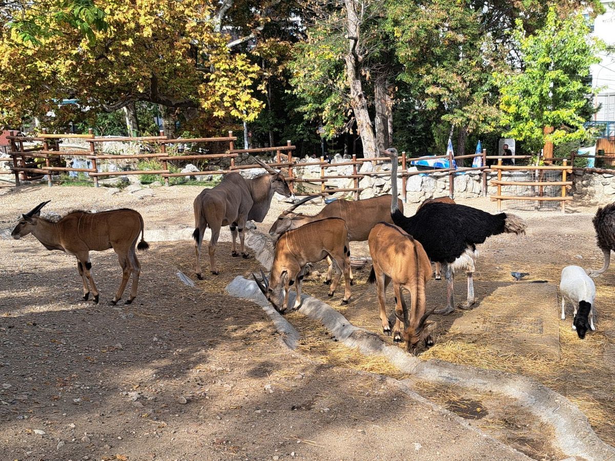 animals