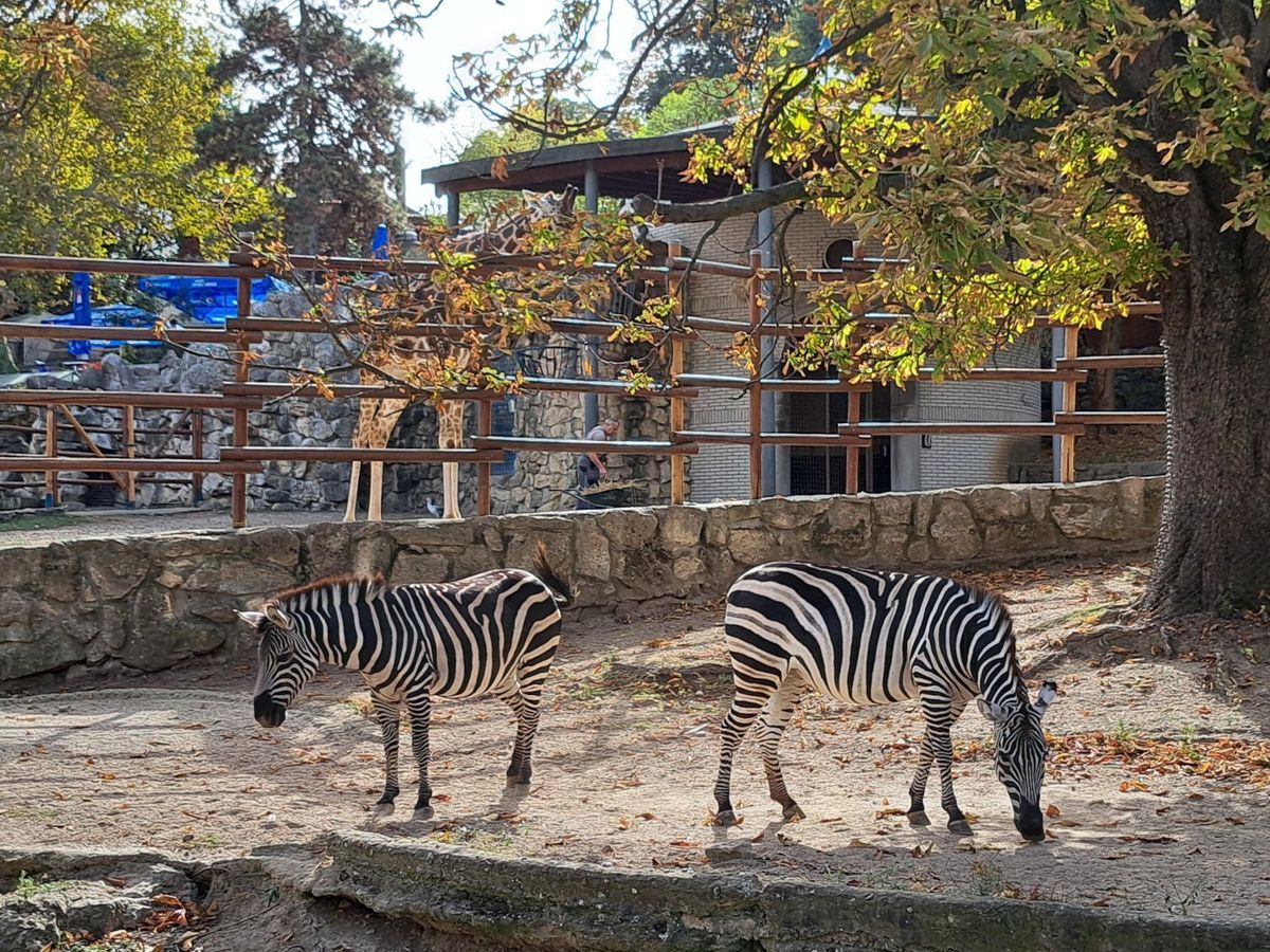 zebras