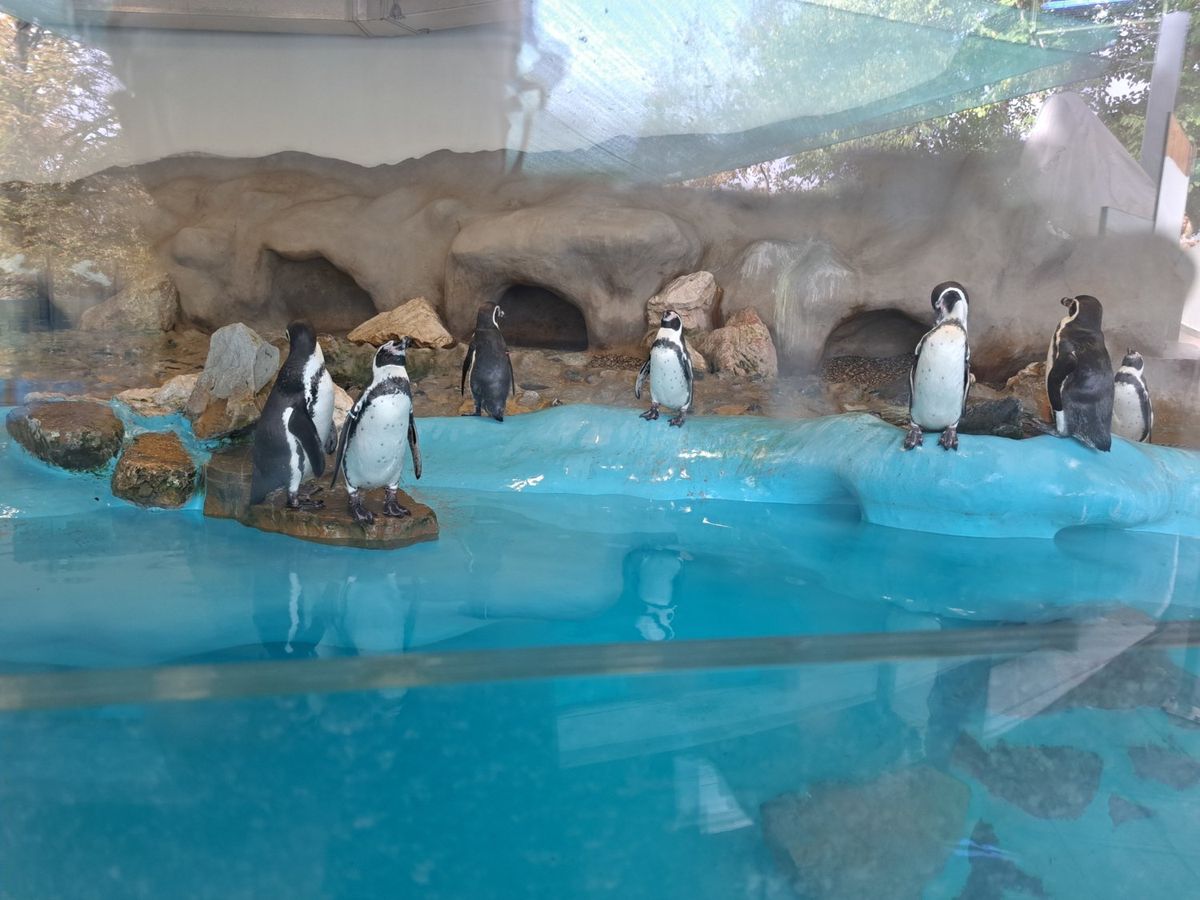 penguins