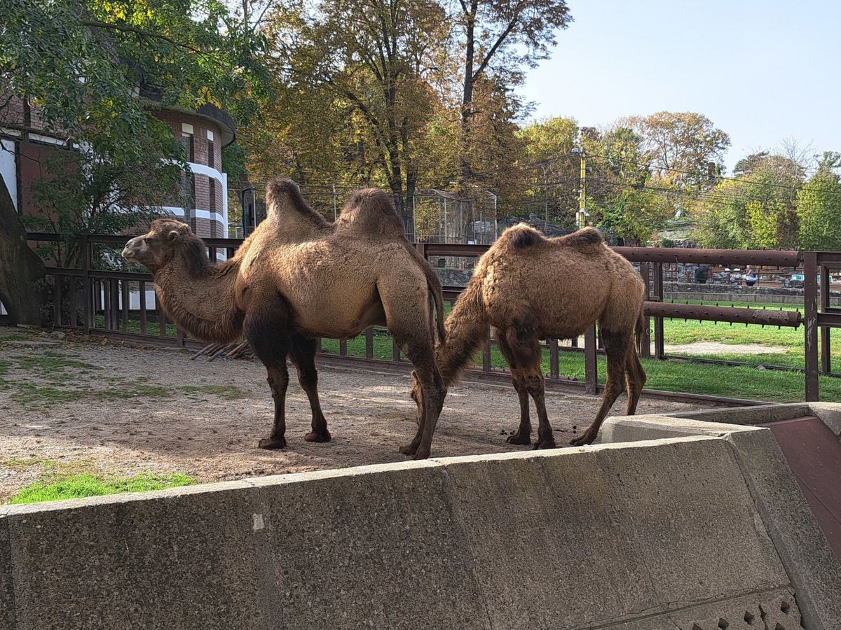 camels