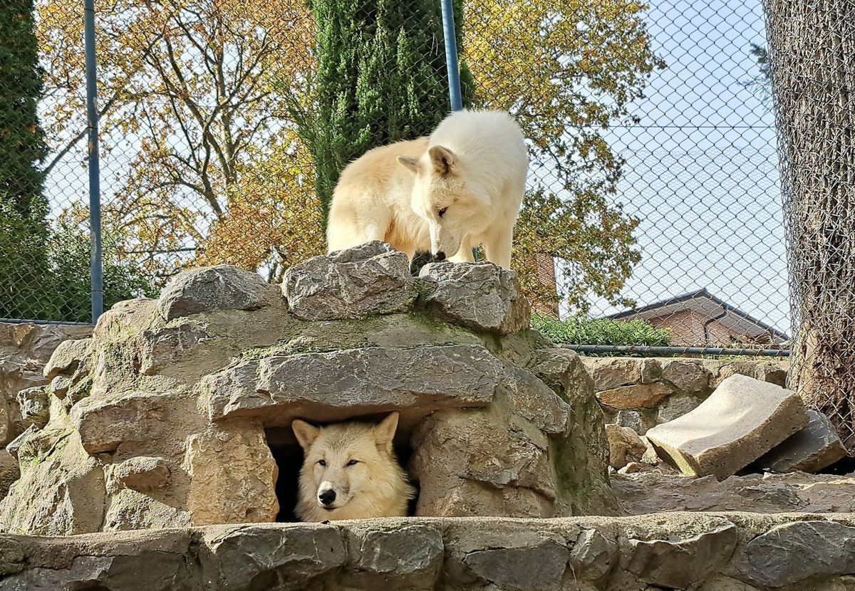 wolves