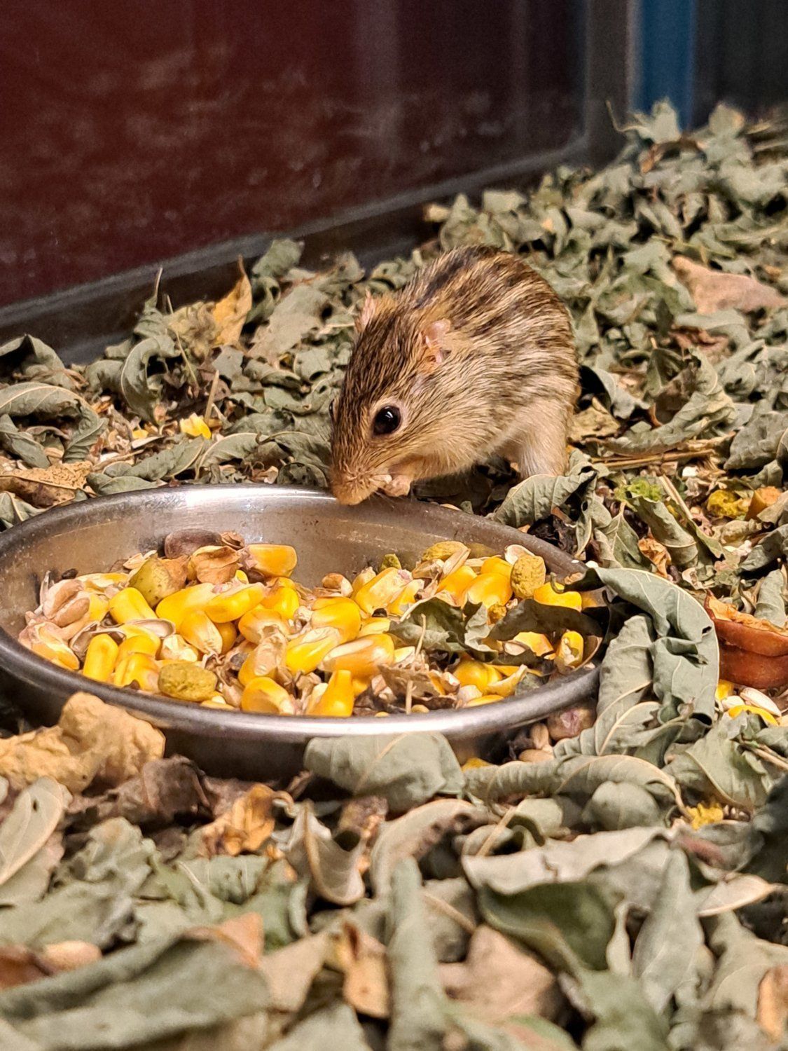 rodent