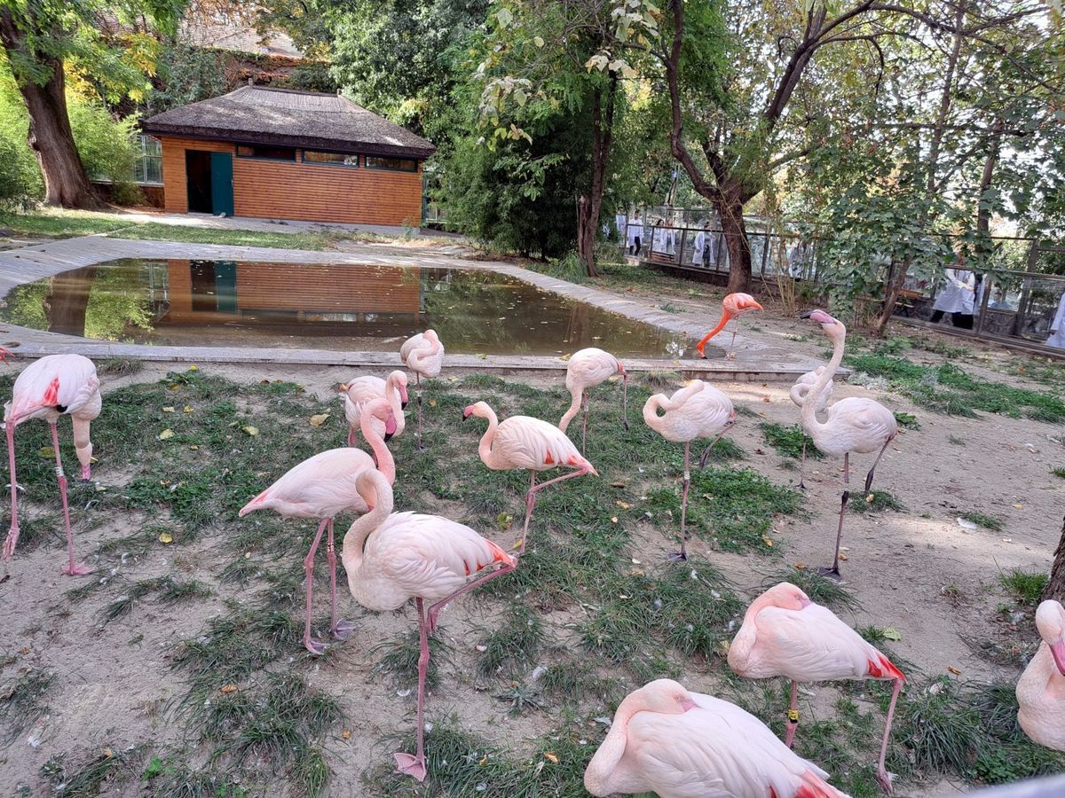 flamingos
