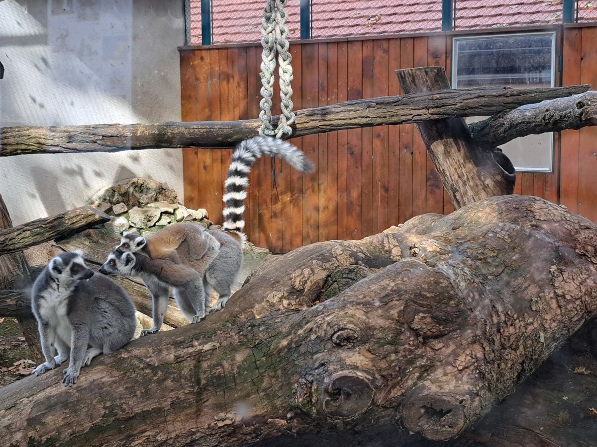 lemurs