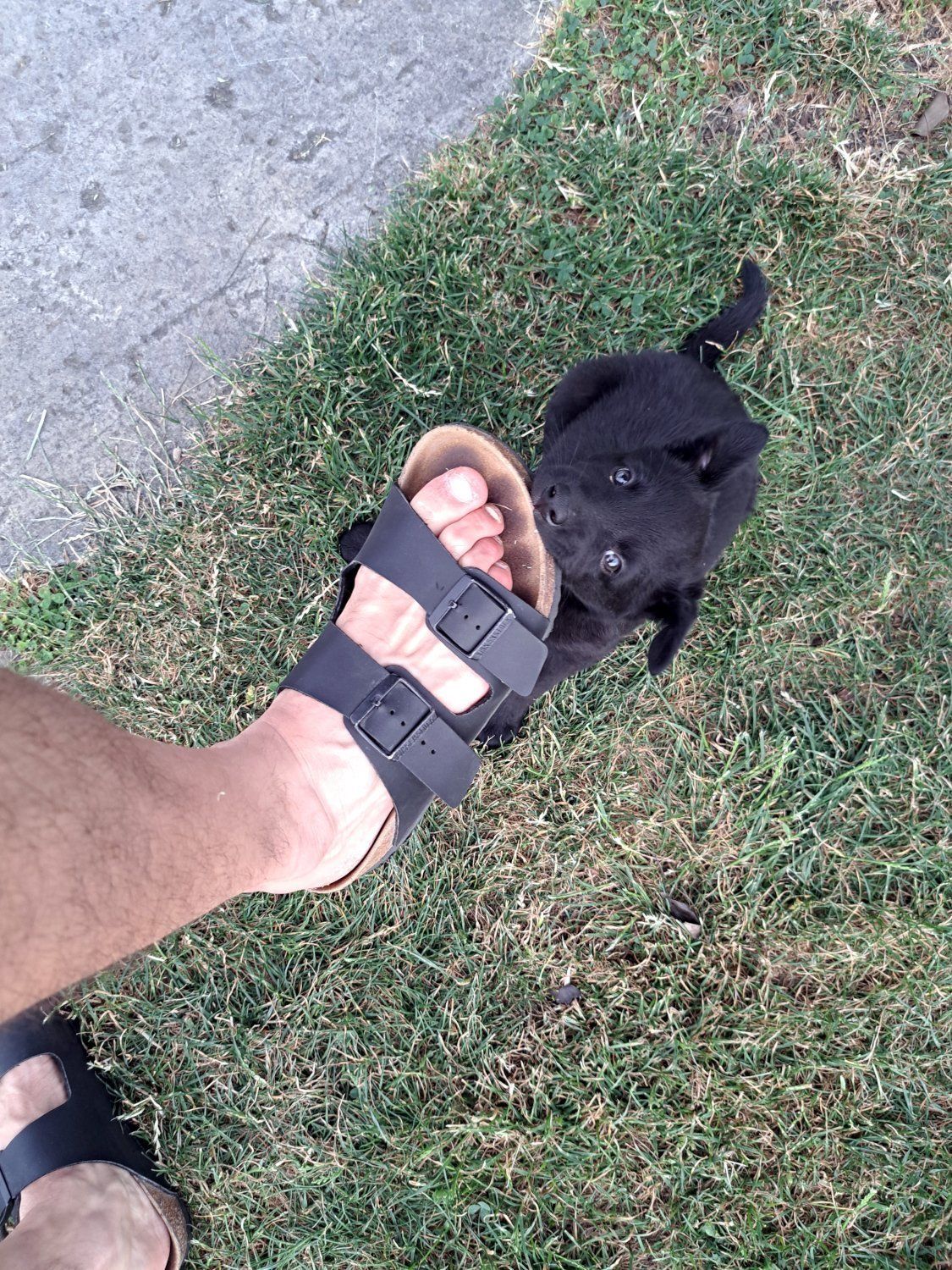 Puppy