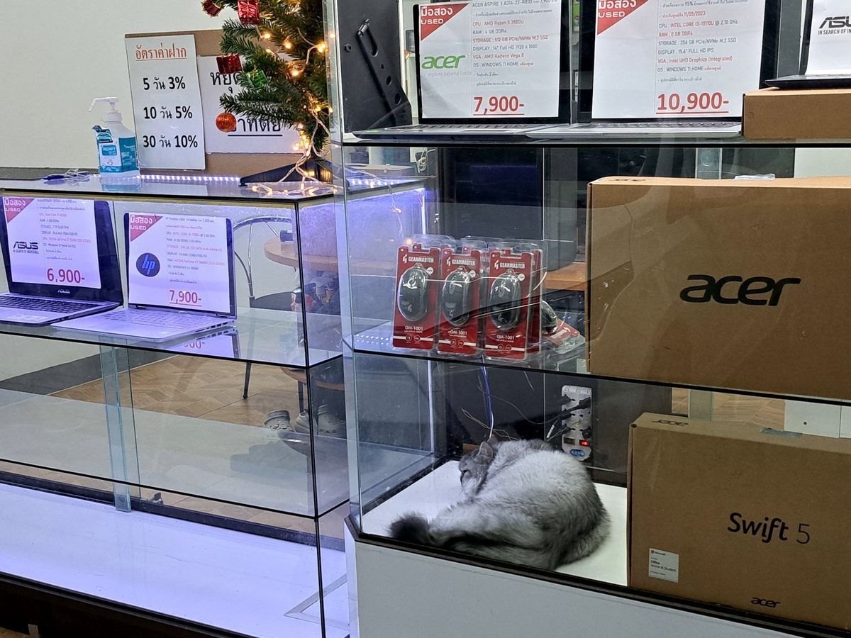 Cat