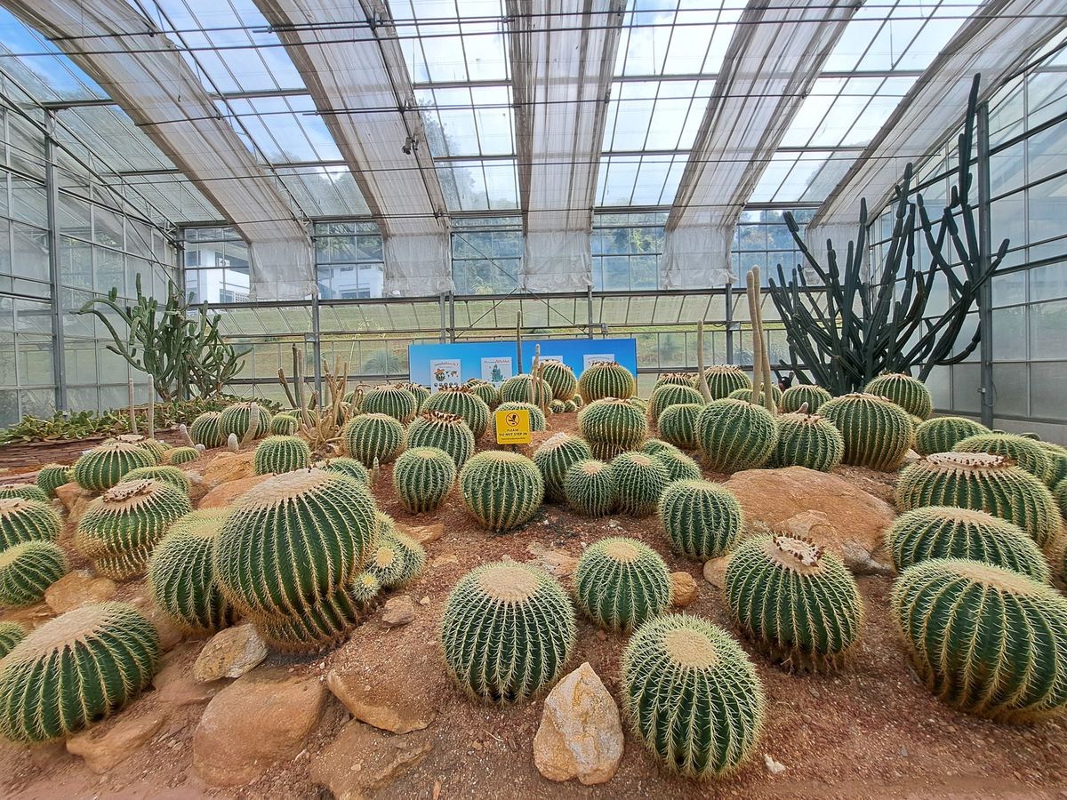 Cactus