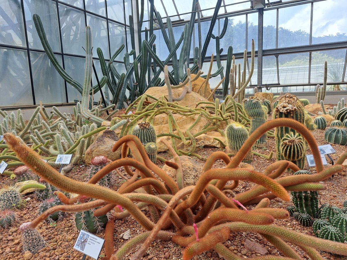 Cactus