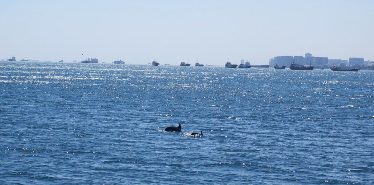 Dolphins