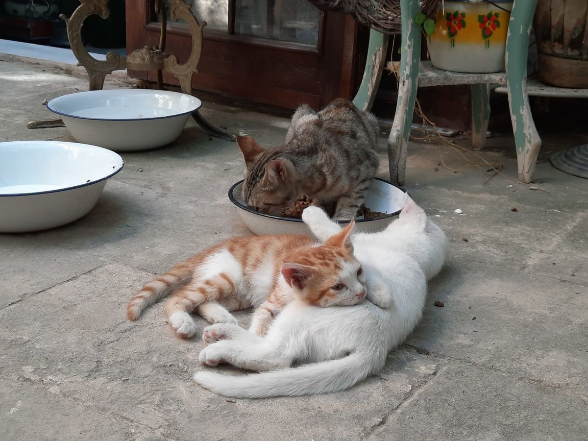 Cats